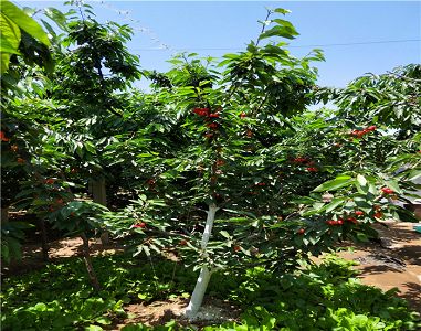 专家表示流感病毒变异属常见不用过度恐慌_开云电竞中国(图2) 开云电竞中国