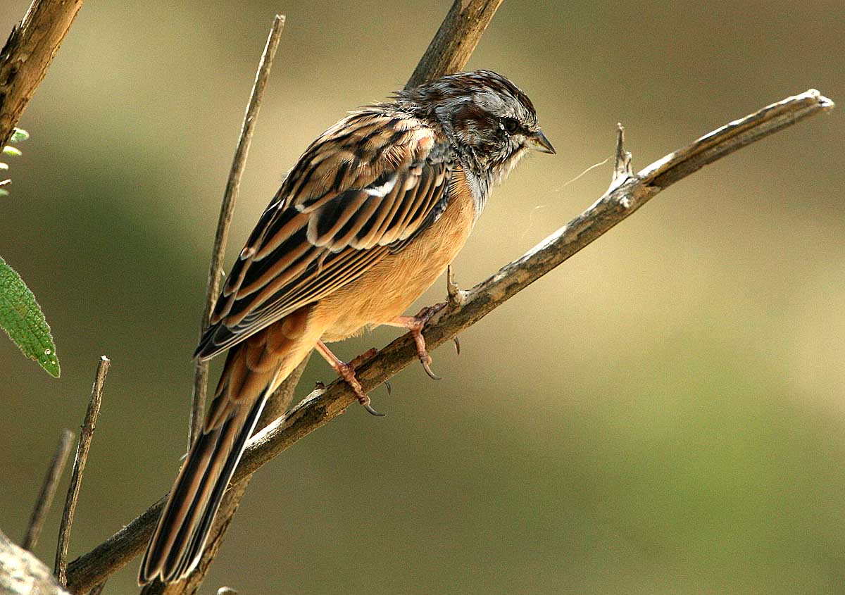 蔡少芬被绑架惹怒张晋 中途截停逼迫到另一处商演“开云电竞”(图4) 开云电竞