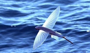 开心人网上药店推出返利系统“开心赚”“开云电竞中国”(图2) 开云电竞中国