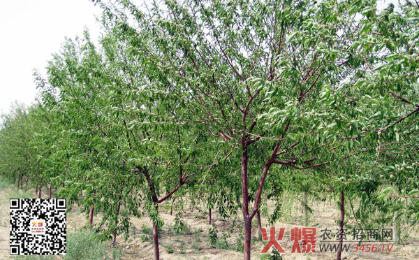 华润三九变更经营范围或将尝试中药材种植“开云电竞中国”(图1) 开云电竞